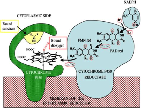 Electron Transfer Through The Cytochrome P Ecytochrome P Reductase