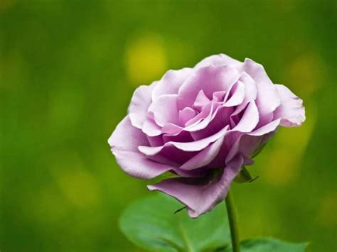 Purple Rose Meaning: Detailed Guide To 10 Key Variants & Their ...