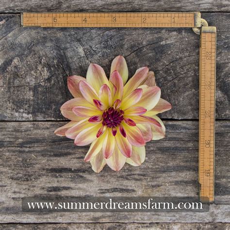 Dahlia - Happy Butterfly — Dahlia | SummerDreamsFarm