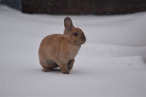 The first time she sees so much snow😍 : r/Rabbits