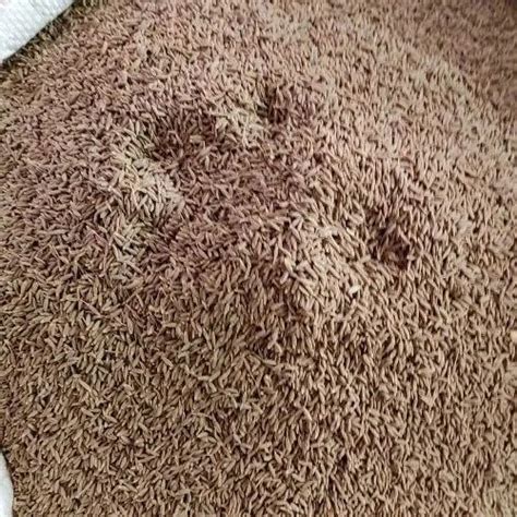 Years Jeera Seeds Packaging Size Kg Pp Bag At Rs Kilogram