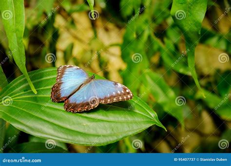 Blue Butterfly With Open Wings On Green Leaf Stock Image Image Of