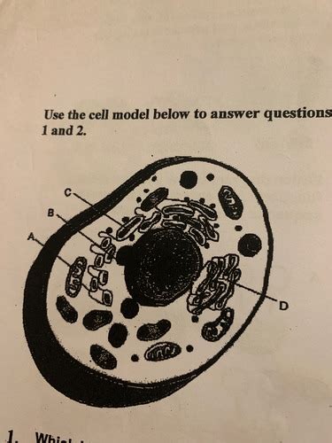 Bio Final Pictures And Diagrams Section Flashcards Quizlet