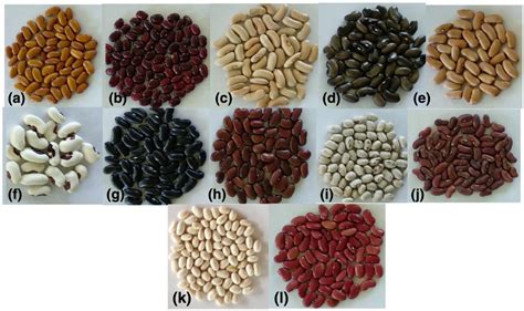 Variation In Seed Testa Color In Common Bean Germplasm Used During The