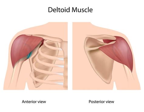 Deltoid Tuberosity Clavicle