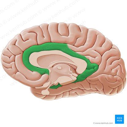 Articulación Salvaje cuello funciones de las partes del sistema limbico