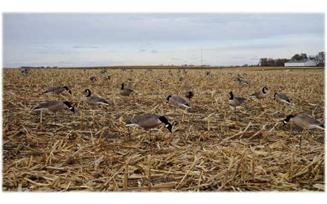 Mayhem Decoys Flocked-Head Lesser Canada Goose Decoys (4 Resters & 8 ...