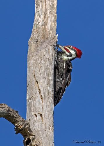 Pileated Woodpecker Dave Peters Flickr