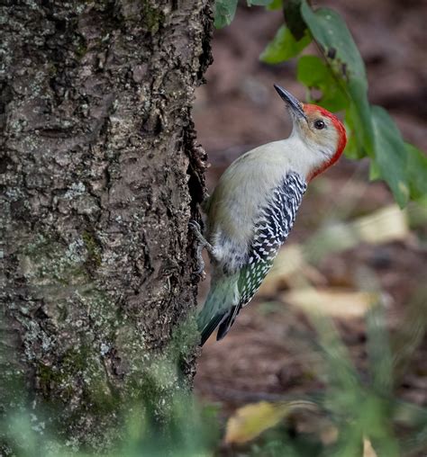 Red-bellied Woodpecker - Owen Deutsch Photography