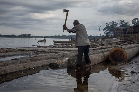 How Logging Is Affecting The Democratic Republic Of Congo Rodina News