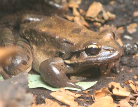 Mountain chicken frog - ZooChat