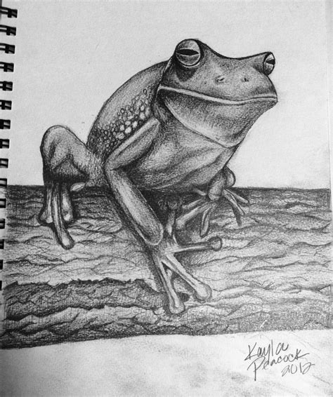 Realistic Frog Drawing at PaintingValley.com | Explore collection of ...