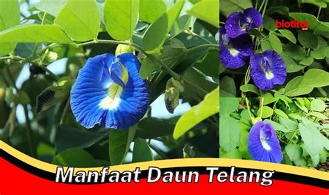 Temukan Manfaat Daun Telang Yang Tak Terduga Biotifor