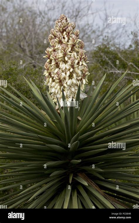 Spanish Dagger Plant Yucca Treculeana In Flower Hi Res Stock