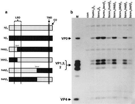 Analysis Of Viral Protein Synthesis In Cos 1 Cells Transfected With