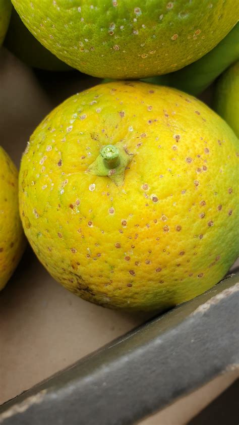 green spots on oranges 2
