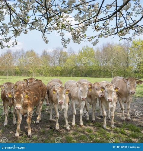 Blonde D Aquitaine Cow And Calfs In Green Meadow With Blossoming Spring