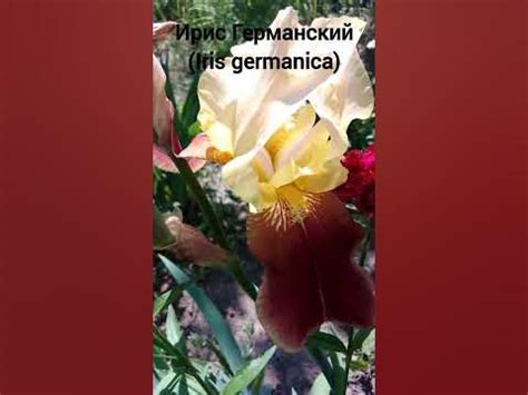Ирис германский (Iris germanica) #ирисы #iris - YouTube