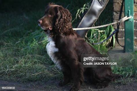216 Working Cocker Spaniel Stock Photos, High-Res Pictures, and Images ...