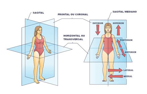 Planos Anatomicos Anatomia Medica Anatomia Del Esqueleto Humano