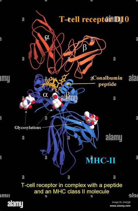 T Cell Receptor Peptide Mhc Class Ii Complex Stock Photo Alamy