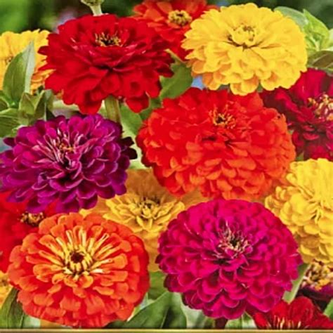 Zinnia 'Master Mix' - Цинния - купить рассаду цветов СПб