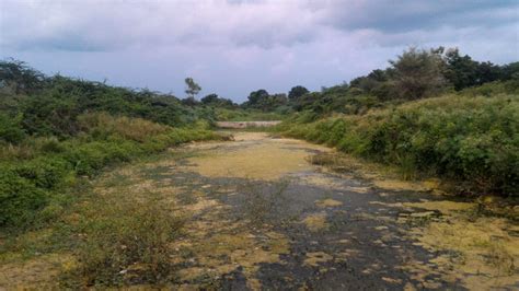 Birds of Bhusawal Thermal Power Station, Maharashtra - Bird Count India