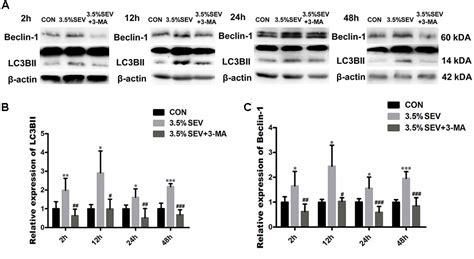 Frontiers Activation Of Autophagy Contributes To Sevoflurane Induced