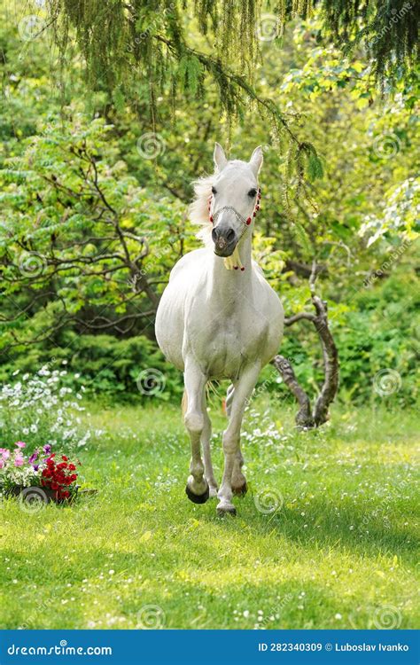 White Arabian Horse Walking Towards Camera Green Grass And Trees