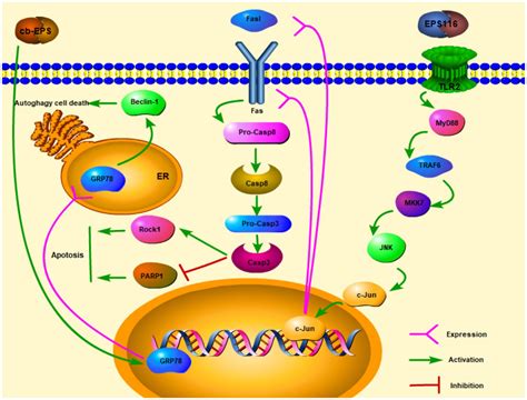 Frontiers Anti Cancer Substances And Safety Of Lactic Acid Bacteria