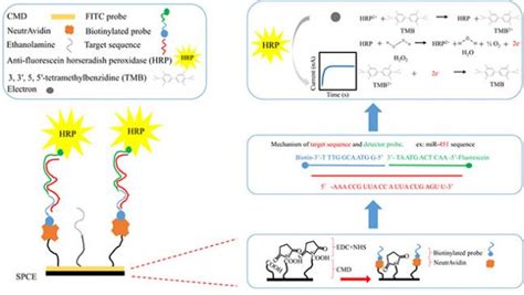 A Highly Sensitive Urinary Exosomal Mirnas Biosensor Applied To