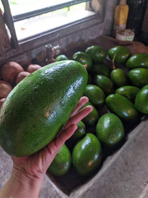 Giant avocado : r/mildlyinteresting