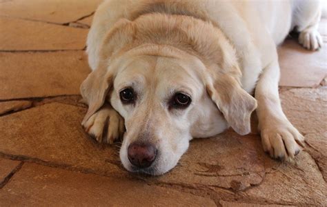 Can Dogs Eat Hazelnuts Are Hazelnuts Safe For Dogs Hepper