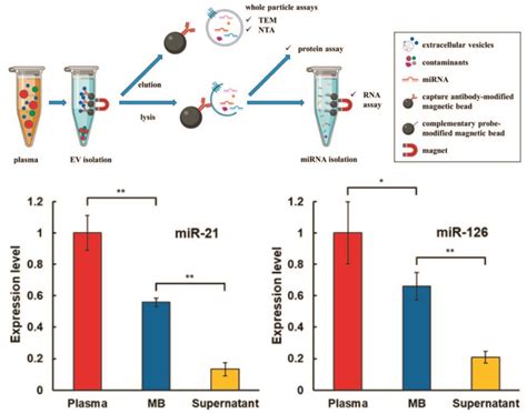 Biosensors Free Full Text Progress In Isolation And Molecular