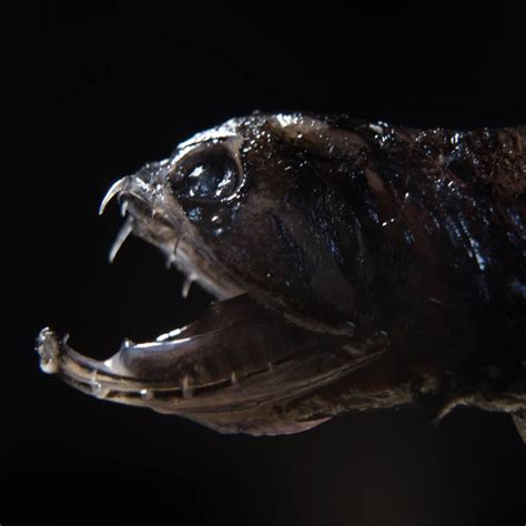 8 Fascinating Facts About Dragonfish (Barbeled Dragonfishes) - Factopolis