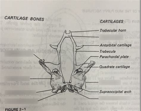 Necturus Chondrocranium Dorsal View Diagram Quizlet