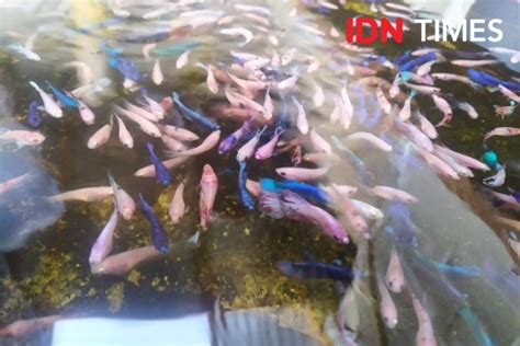 Cara Budidaya Ikan Hias Bagi Pemula Hingga Tips Breeding Cepat