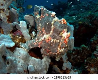 Painted Frogfish Stock Photos Images Photography Shutterstock