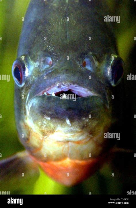 Dpa A Red Bellied Piranha Serrasalmus Nattereri Or Pygocentrus