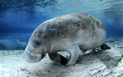 100 Manatees Wallpapers