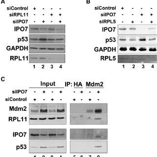 IPO7 Knockdown Triggers p53 Activation and Growth Inhibition (A) HCT116 ... 