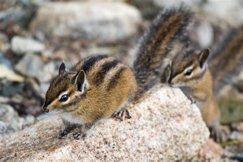 Chipmunk | Animal Kingdom