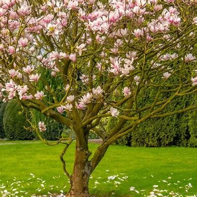 Albizia Arbre Soie Conseils De Plantation Et D Entretien