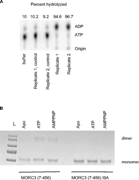 Mouse Morc Is A Ghkl Atpase That Localizes To H K Me Marked Chromatin