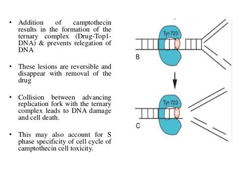 Chapter 23 topoisomerase inhibitors