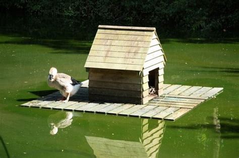 Building A Duck House: Plans, Tips, And Ideas - House Plans