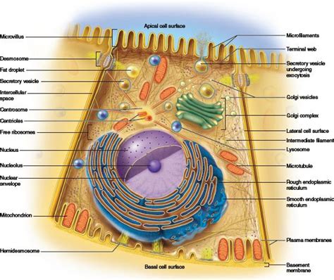 This Photo Provides An Overview Of The Cell Organelles And The Overall