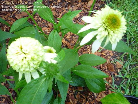 Plantfiles Pictures Echinacea Double Coneflower Coconut Lime Echinacea Purpurea By Ngam