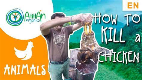 How To Kill Pluck And Eviscerate A Chicken Detailed Instructions Of