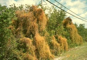 Dodder – Identification and Control | Walter Reeves: The Georgia Gardener